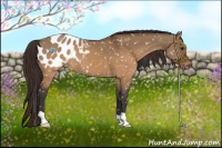 Horse Color:Brown Dun Appaloosa 