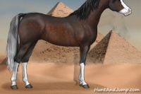 Horse Color:Brown Splash
