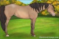 Horse Color:Amber Champagne 