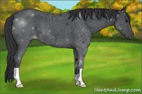Horse Color:Blue Roan 