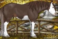 Horse Color:Liver Chestnut Sabino Splash 