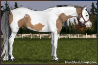 Horse Color:Bay Dun Splash Tobiano 