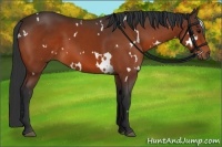 Horse Color:White Spotted Bay 