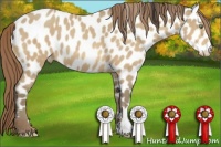 Horse Color:Amber Cream Champagne Appaloosa 