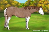 Horse Color:Red Roan Splash 