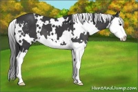 Horse Color:White Spotted Smoky Black Splash 