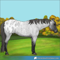 Horse Color:Gray Blue Roan Appaloosa