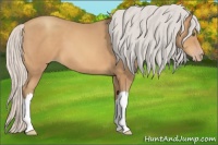 Horse Color:Silver Sable Champagne 