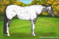 Horse Color:Blue Roan Tobiano Appaloosa