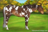 Horse Color:White Spotted Liver Chestnut 