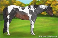 Horse Color:Brown Tobiano