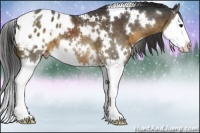 Horse Color:White Spotted Buckskin Sabino Splash Appaloosa