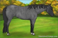 Horse Color:Blue Roan 