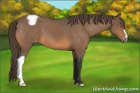 Horse Color:Buckskin Appaloosa 