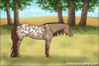 Horse Color:Red Dun Appaloosa 