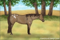 Horse Color:Liver Red Dun Appaloosa