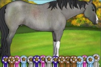 Horse Color:Grullo Roan 