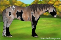 Horse Color:Brown Splash Appaloosa 