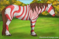 Horse Color:Chestnut Appaloosa