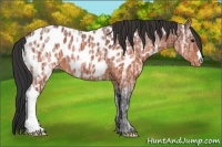 Horse Color:Brown Ice Appaloosa