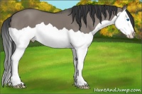 Horse Color:Grullo Splash 