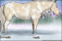 Horse Color:White Spotted Cremello Sabino Rabicano