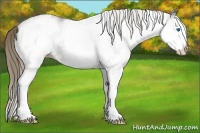 Horse Color:White Spotted Grullo Roan Splash Appaloosa 