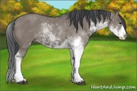 Horse Color:Grullo Sabino