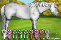 Horse Color:Brown Sabino Splash 