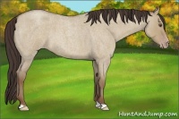 Horse Color:Classic Champagne Roan Dun 