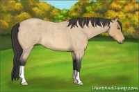 Horse Color:Buckskin Roan