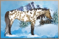 Horse Color:Buckskin Roan Dun Appaloosa