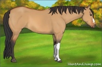 Horse Color:Bay Dun