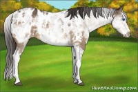 Horse Color:White Spotted Buckskin Ice Splash Appaloosa 