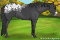 Horse Color:Black Ice Frame 