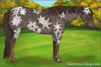 Horse Color:Liver Chestnut Ice 