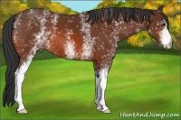 Horse Color:White Spotted Bay 