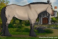 Horse Color:Brown Dun