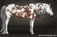 Horse Color:Brown Sabino 