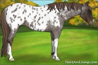 Horse Color:Liver Red Ice Roan Appaloosa 