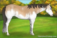 Horse Color:White Spotted Bay Splash 