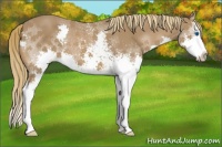 Horse Color:White Spotted Chestnut Splash 