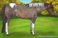 Horse Color:Bay Ice Roan Tobiano Appaloosa