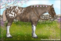 Horse Color:Palomino Ice Appaloosa 