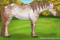 Horse Color:Chestnut Ice Appaloosa 