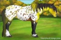 Horse Color:Brown Sabino Appaloosa 