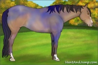 Horse Color:Sable Champagne Sabino