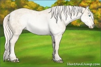 Horse Color:Cremello Ice