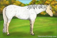 Horse Color:Palomino Dun Appaloosa 