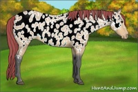 Horse Color:Painted Buckskin Ice Appaloosa